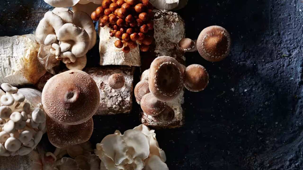 Screenshot 2023-04-13 at 2.07.51 pm.png