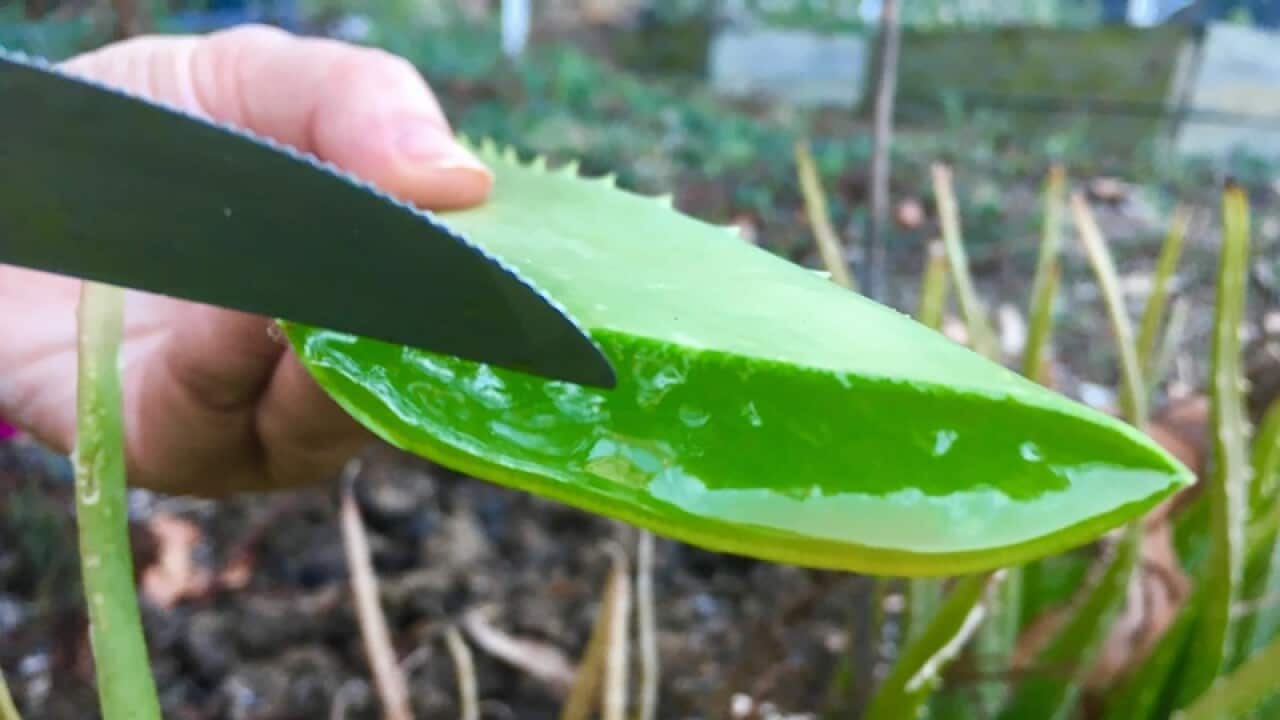 aloe vera sbs deutsch australien medizin naturheilkraft wundermittel