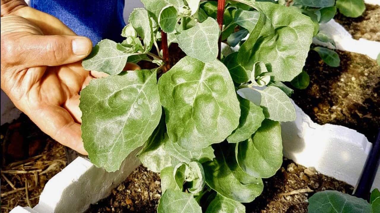 Native Australian herbs and spices