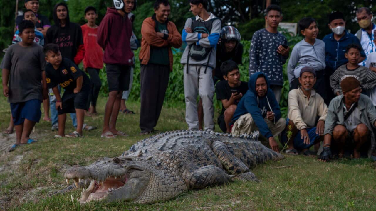 Wild Crocodile Becomes People's Spectacle In Central Sulawesi