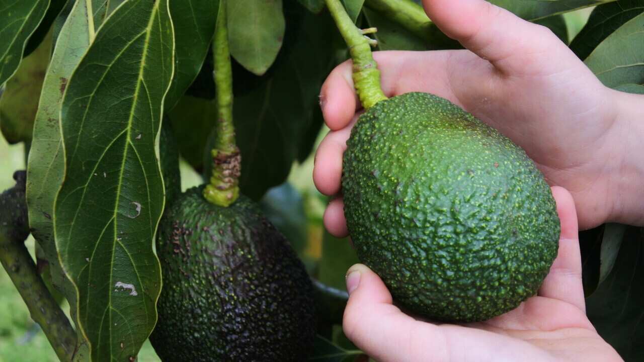 Hands holding a ripe green Avocado
