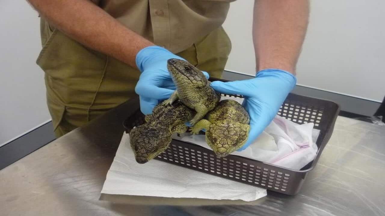 An Australian Border Force officer holds rescued bobtail lizards