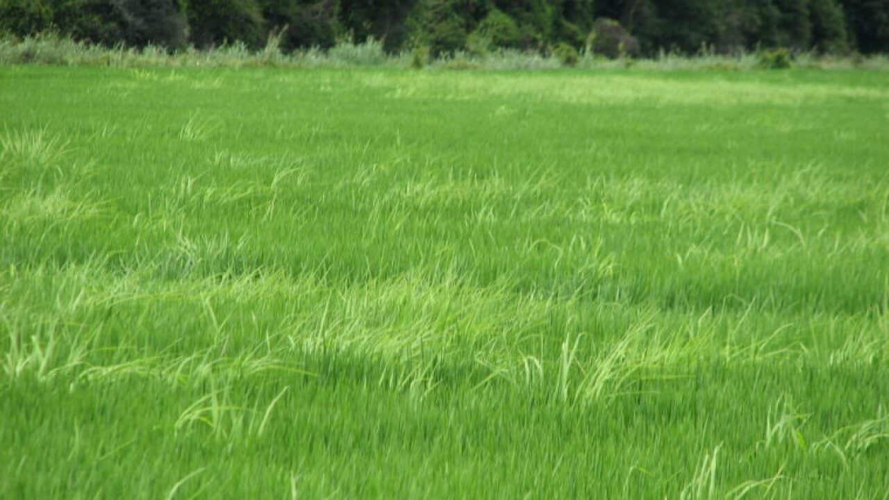 rice