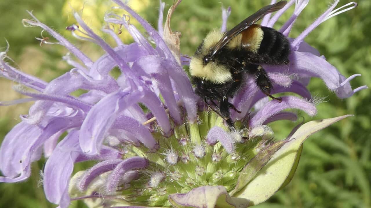 A rusty patched bumblebee in Minnesota