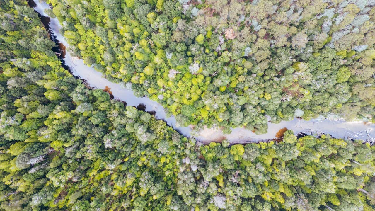 An aerial view of a river running through a forest.