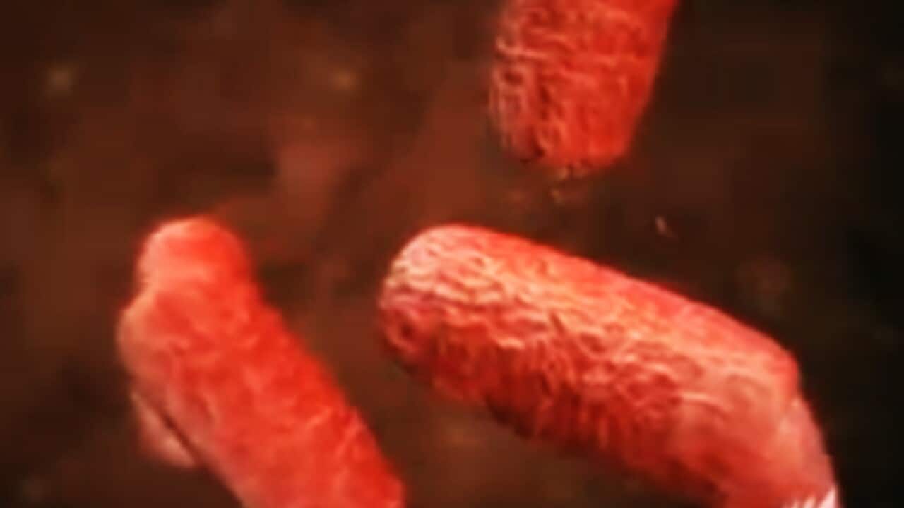e_coli_bbc_b_110203_1837223518