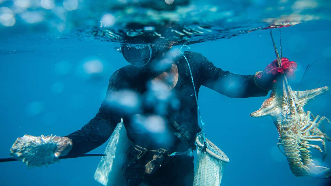 A diver holds sea life caught near Puerto Cabezas, Nicaragua, Jan. 31, 2020.