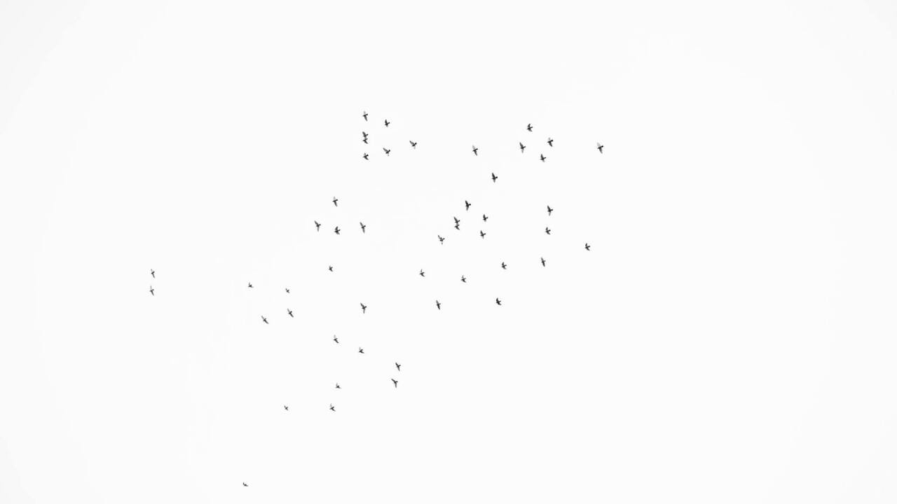 Orlando, vigil, birds