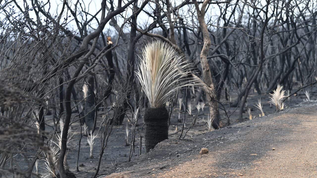 A general view of the damage done to the area around Parndana after bushfires swept through on Kangaroo Island, southwest of Adelaide.