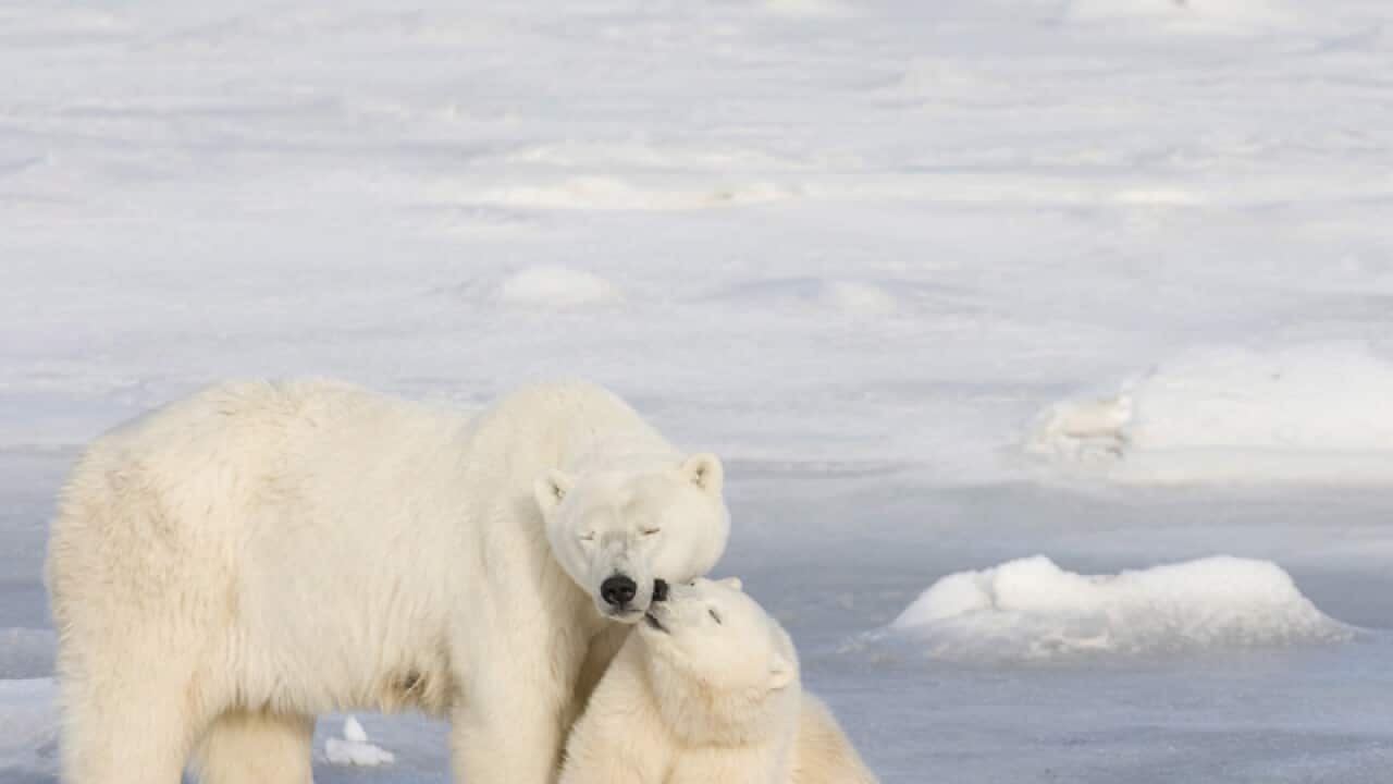 A polar bear cub and its mother.