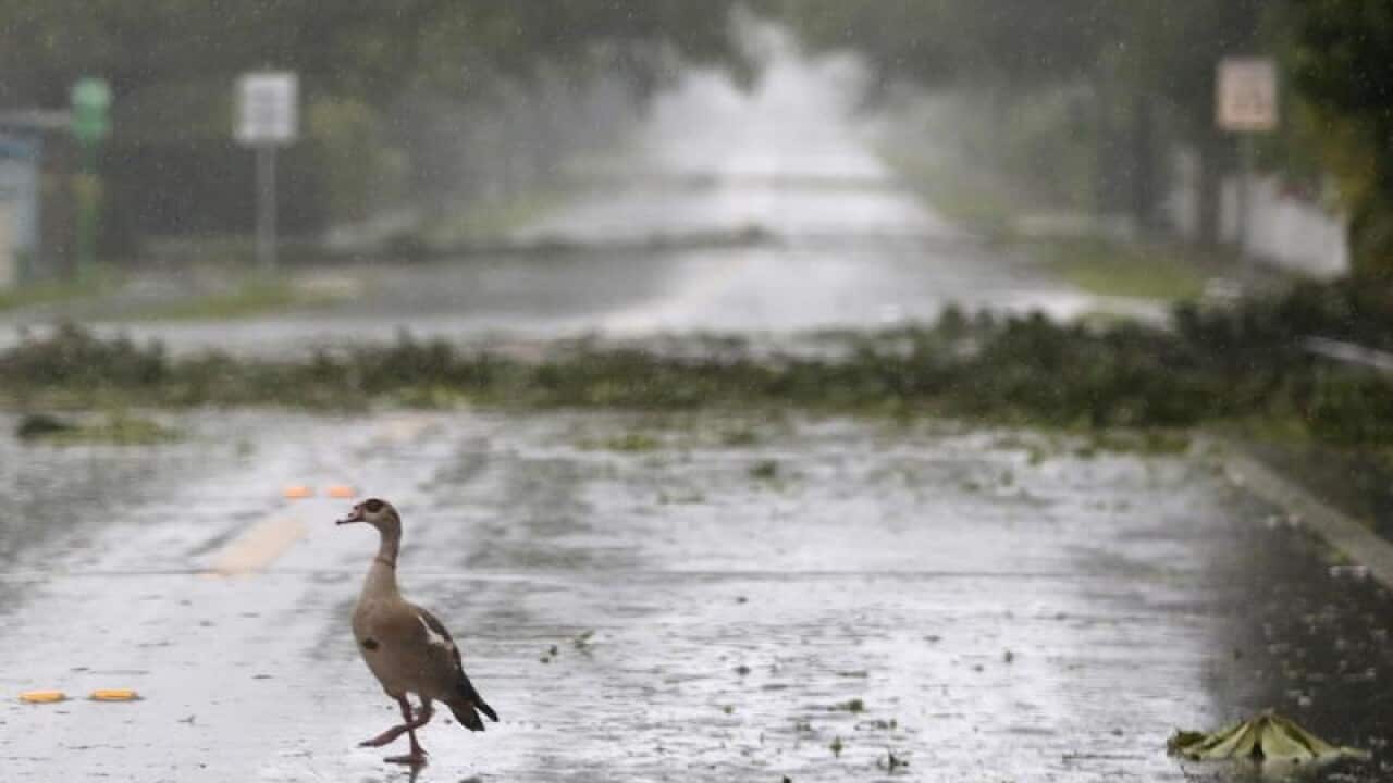Goose in Hurricane Irma debris