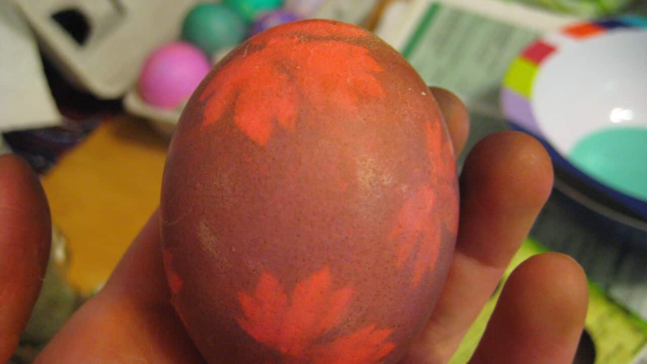 brown red egg