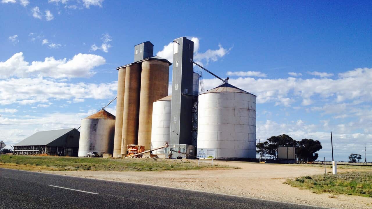 Silos in Victoria's Mallee region. (Luke Waters/SBS)