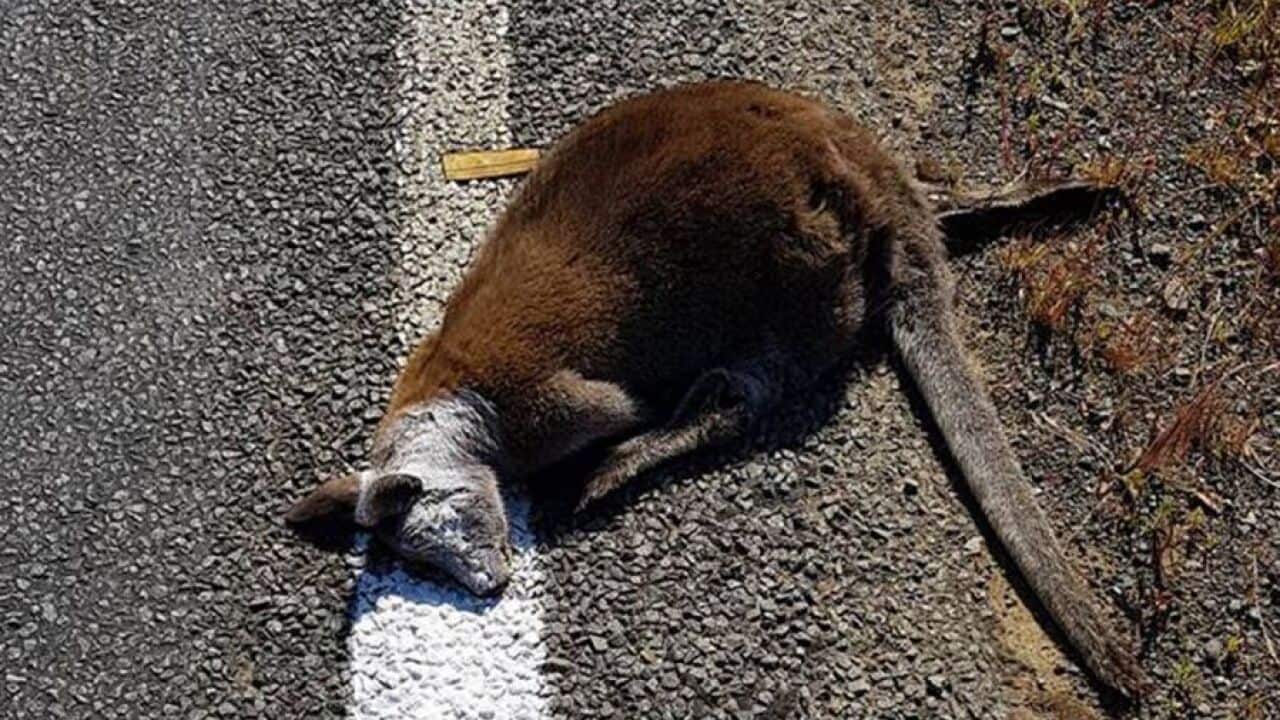The dead wallaby wasn’t cleared up before workers painted the road.