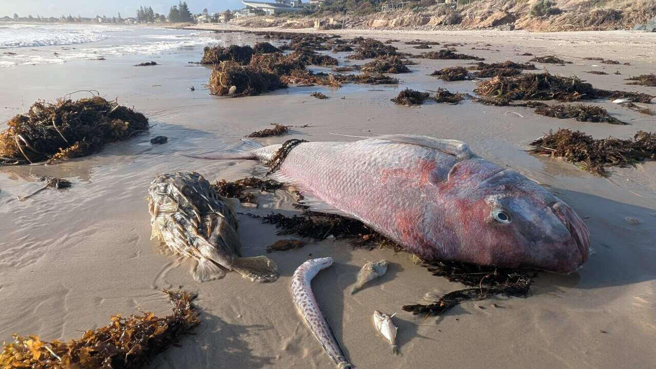 SOUTH AUSTRALIA ALGAE BLOOM