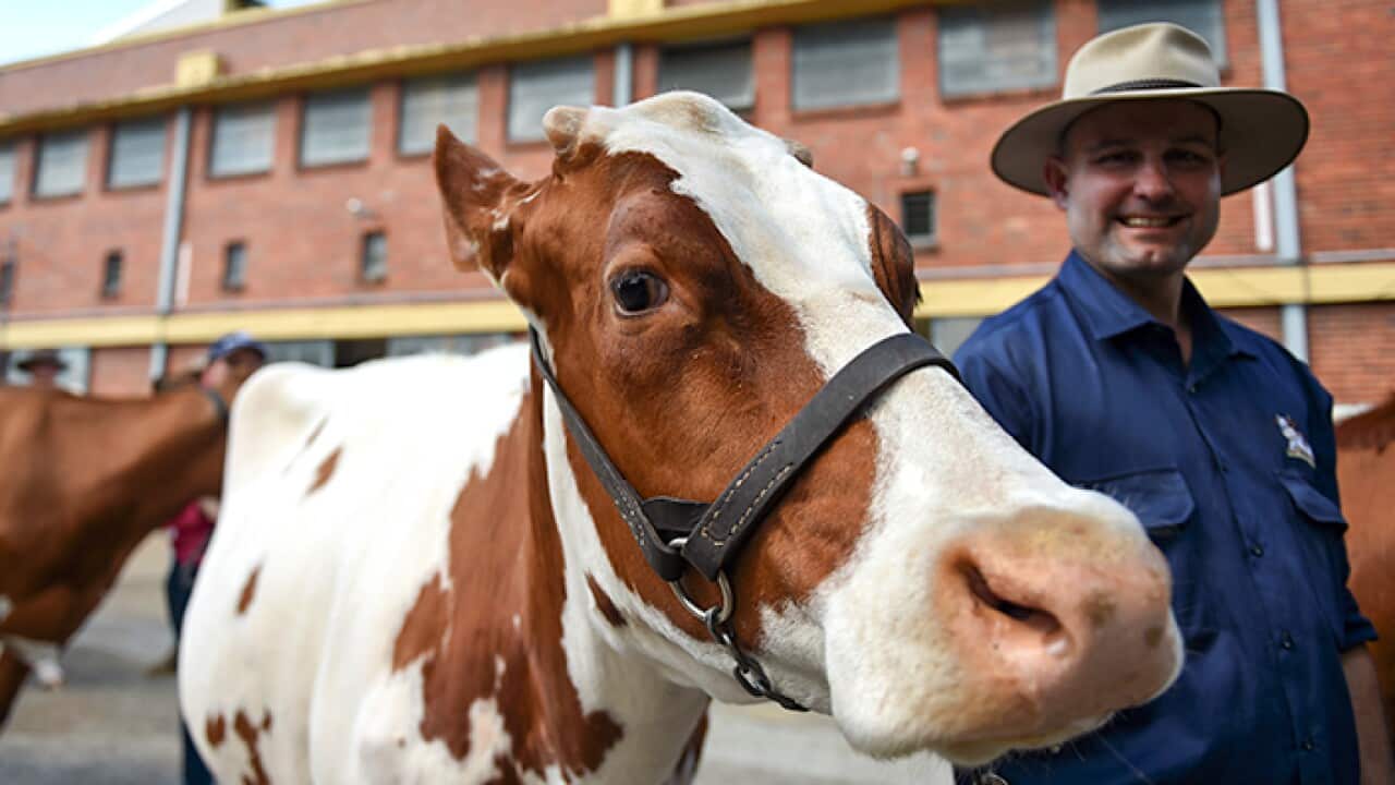 Australian Cow