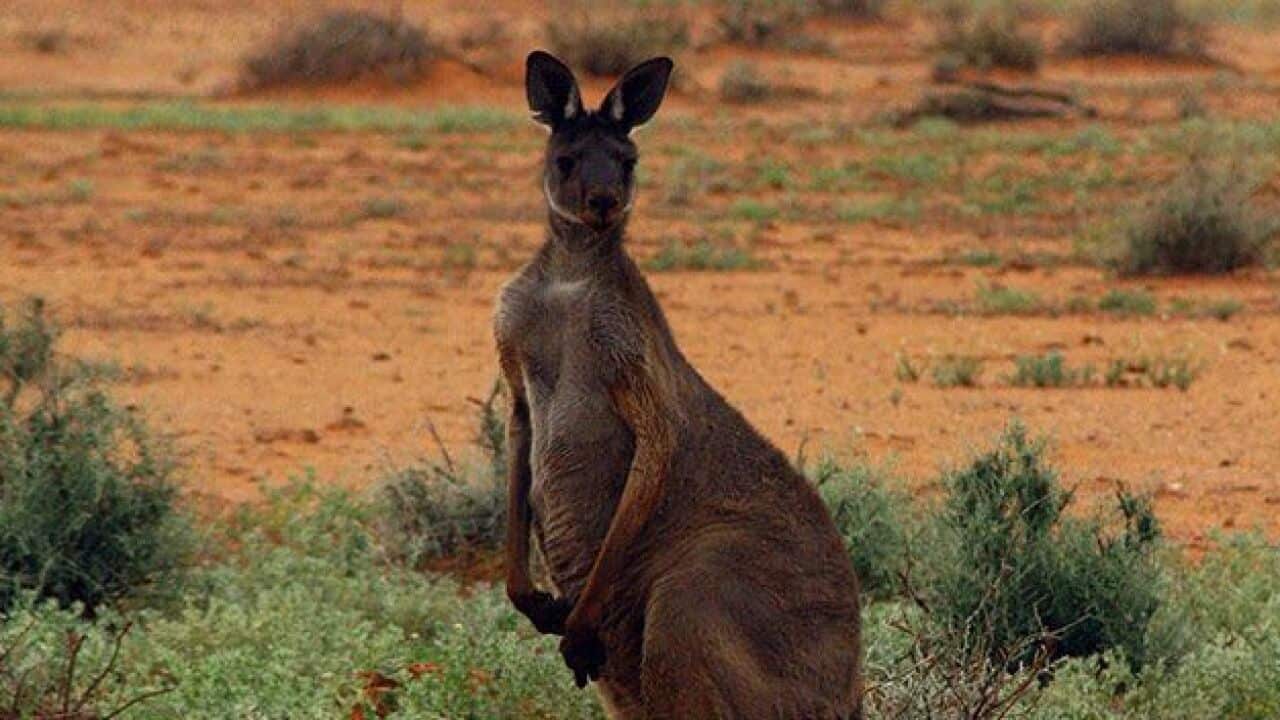 Kangaroo