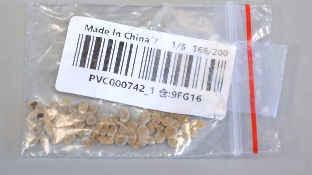 A package of mystery seeds sent to an American resident.