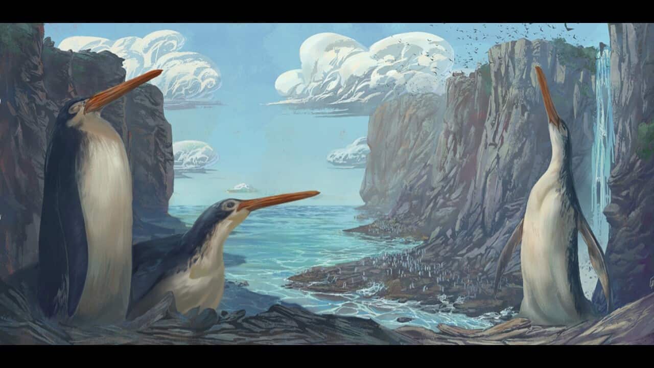 Ur-Pinugin Neuseeland