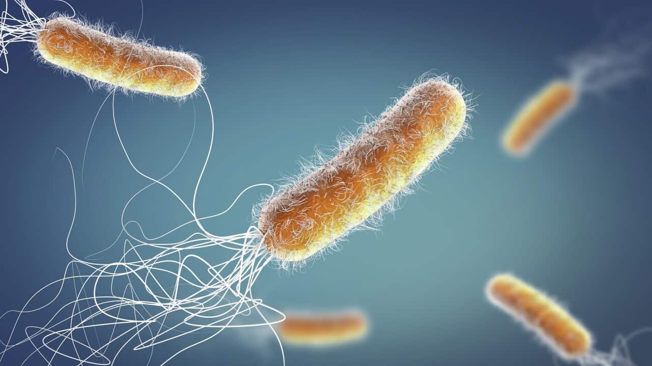 Antibiotic resistant Pseudomonas aeruginosa bacteria (Getty).