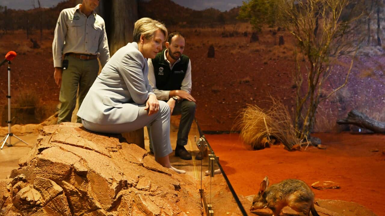 TANYA PLIBERSEK THREATENED SPECIES ACTION PLAN