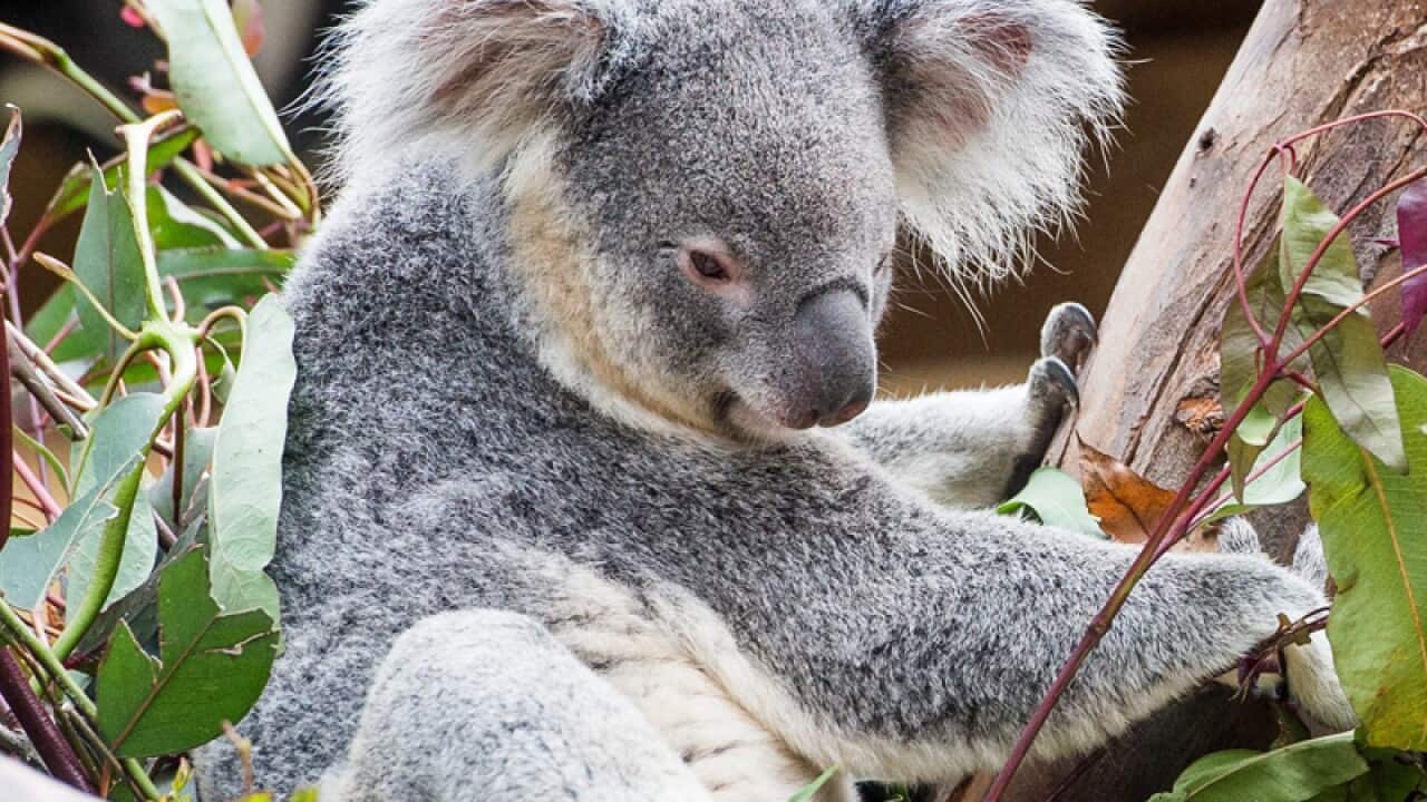 koala