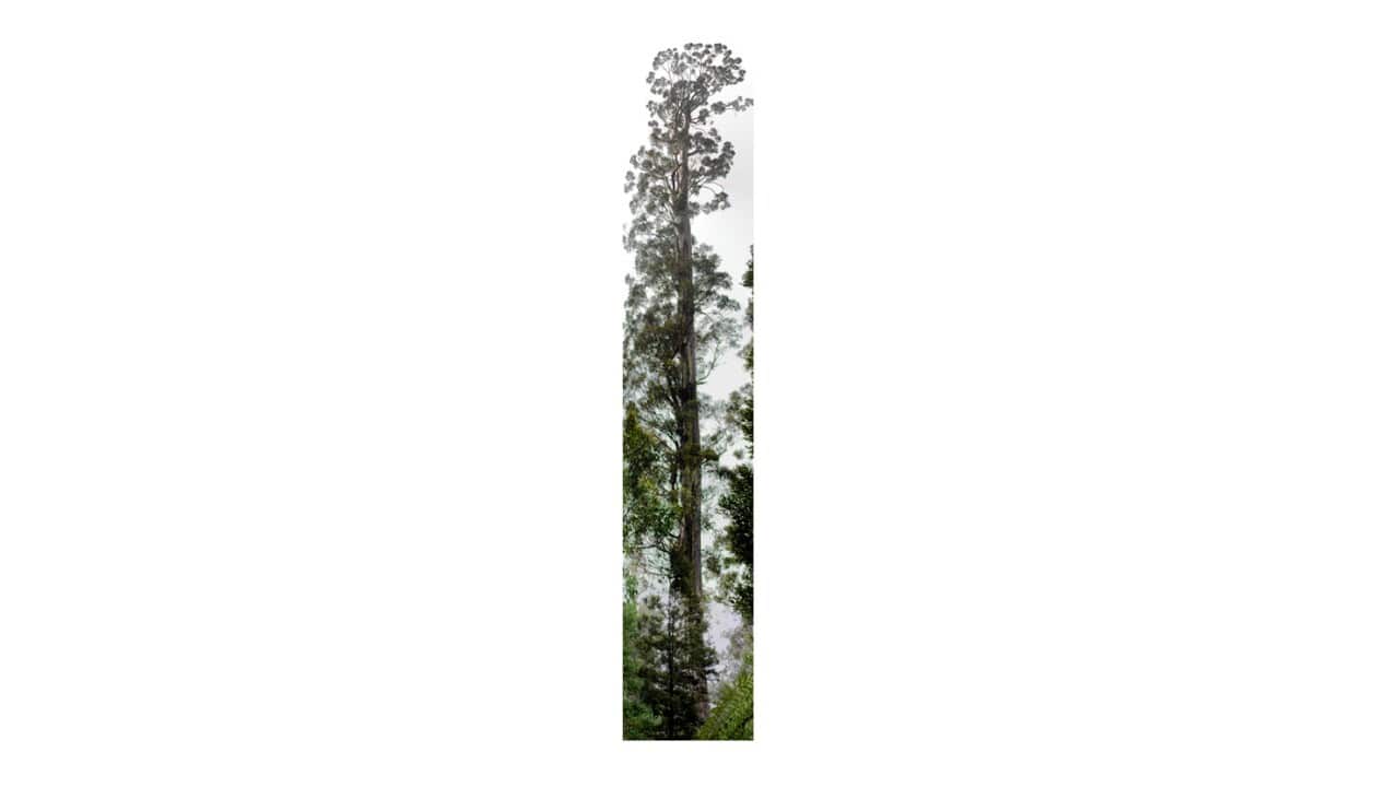 AAP Image/Forestry Tasmania