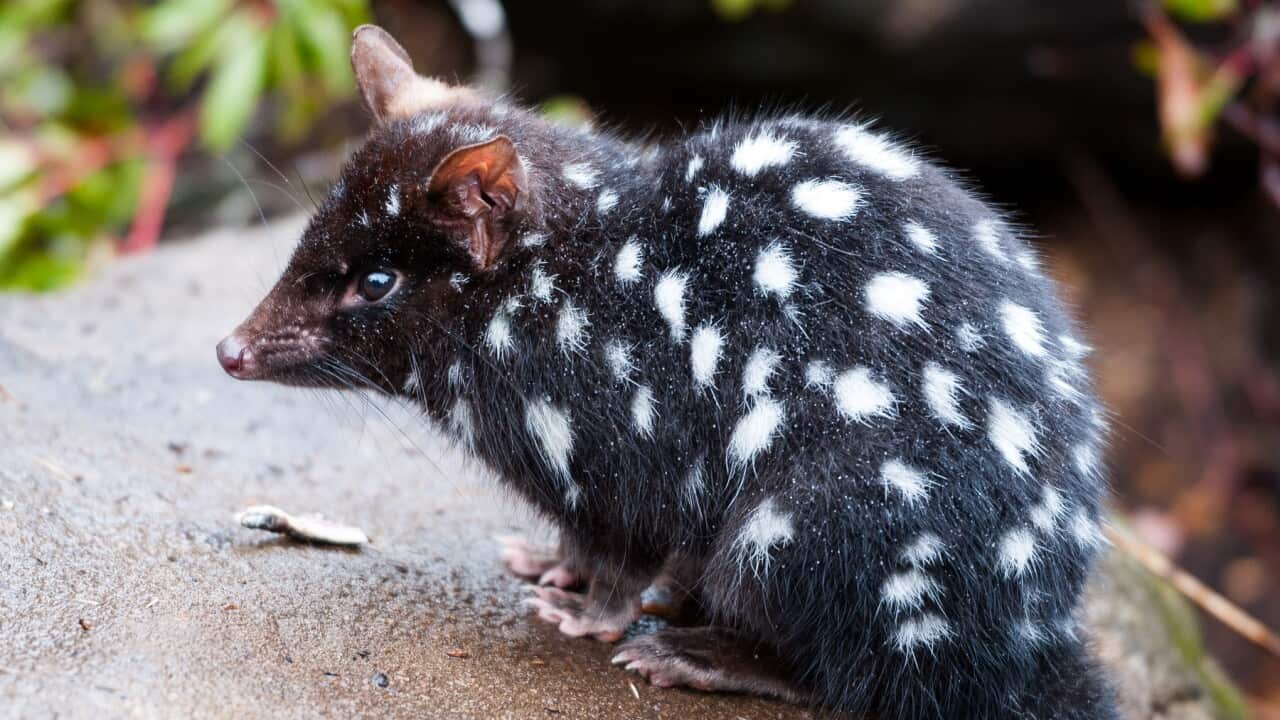 Eastern Quoll (Dasyurus viverrinus)