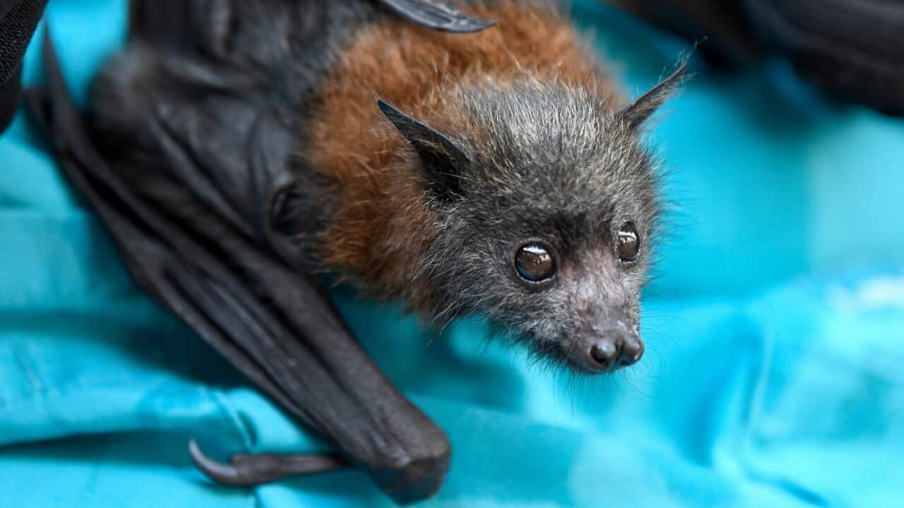 Ein junger Grey-headed Flying Fox, der einzige Überlebende aus einer Kolonie in North Parramatta, während der Dürreperiode im Januar 2020.