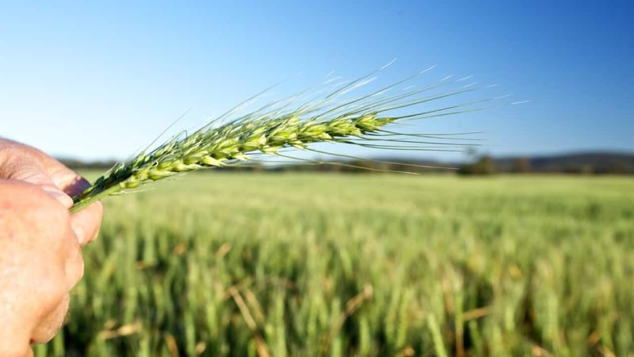 GrainCorp