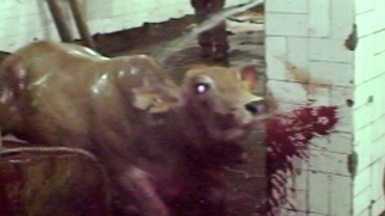 cattle_exports_B_110531_aap_1901687382