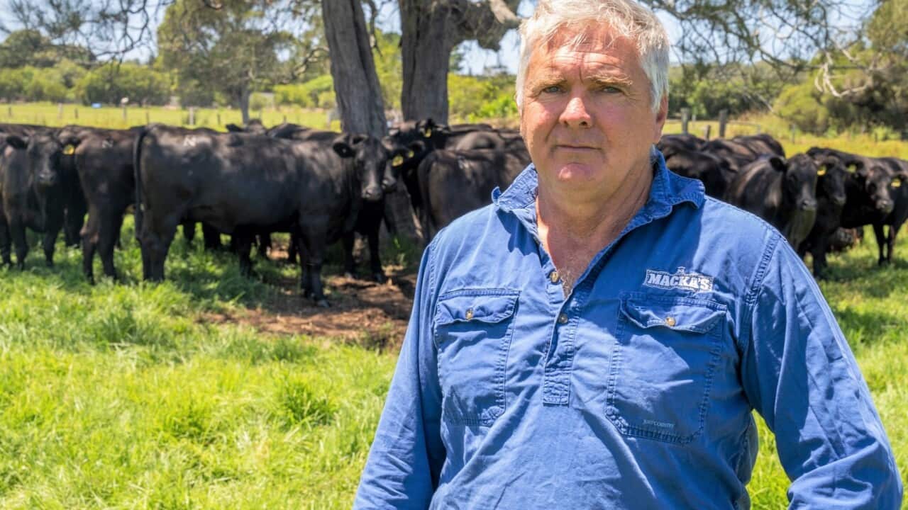 Australian beef producer Robert Mackenzie is among those impacted by new China tariffs (SBS Fulloon).jpg