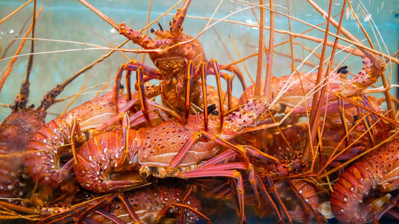 Lobsters sit in a tank at a seafood market