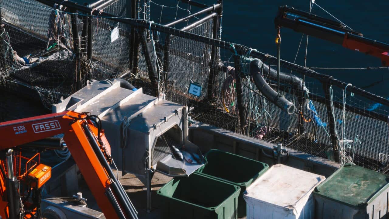 Machinery in front of large containers, with a fish visible