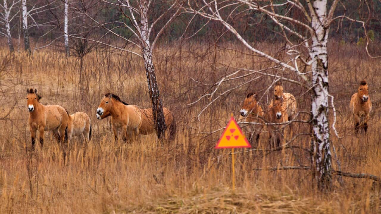 Przewalski's horse the Exclusion Zone, Chernobyl