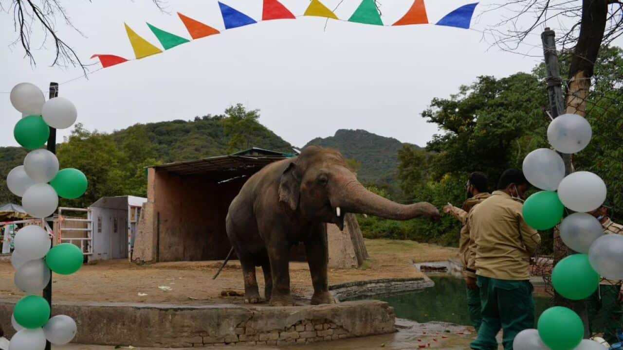 A wildlife caretaker feeds Kaavan, Pakistan's only Asian elephant, during his farewell ceremony before travelling to a sanctuary in Cambodia later this month.