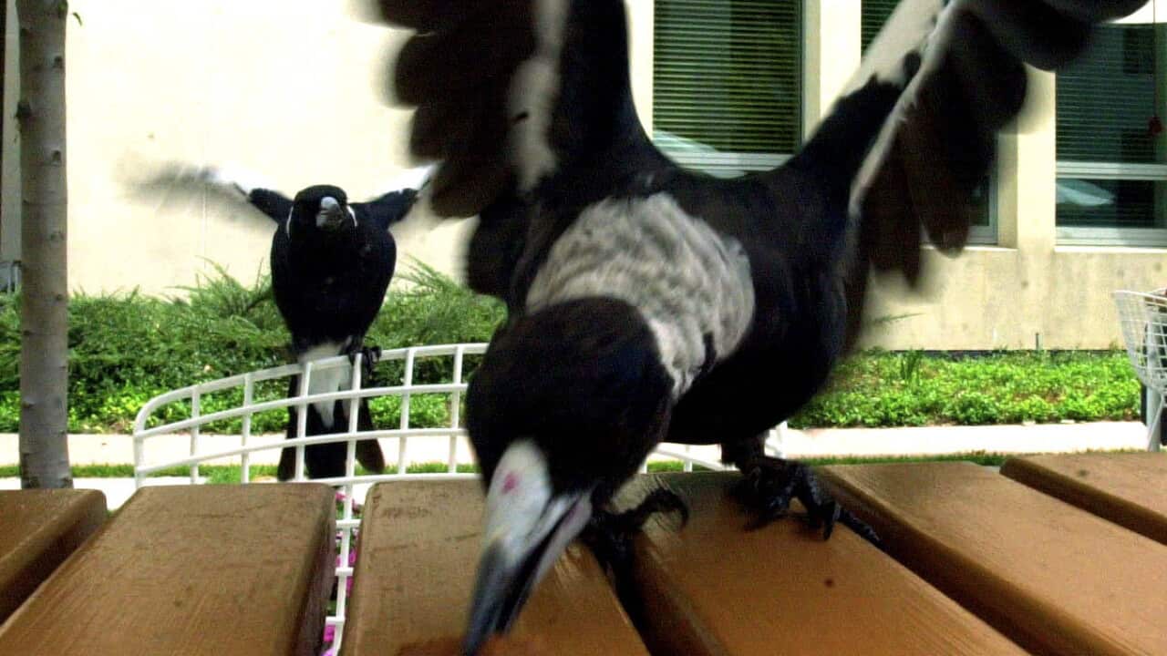 PARLIAMENT HOUSE MAGPIES