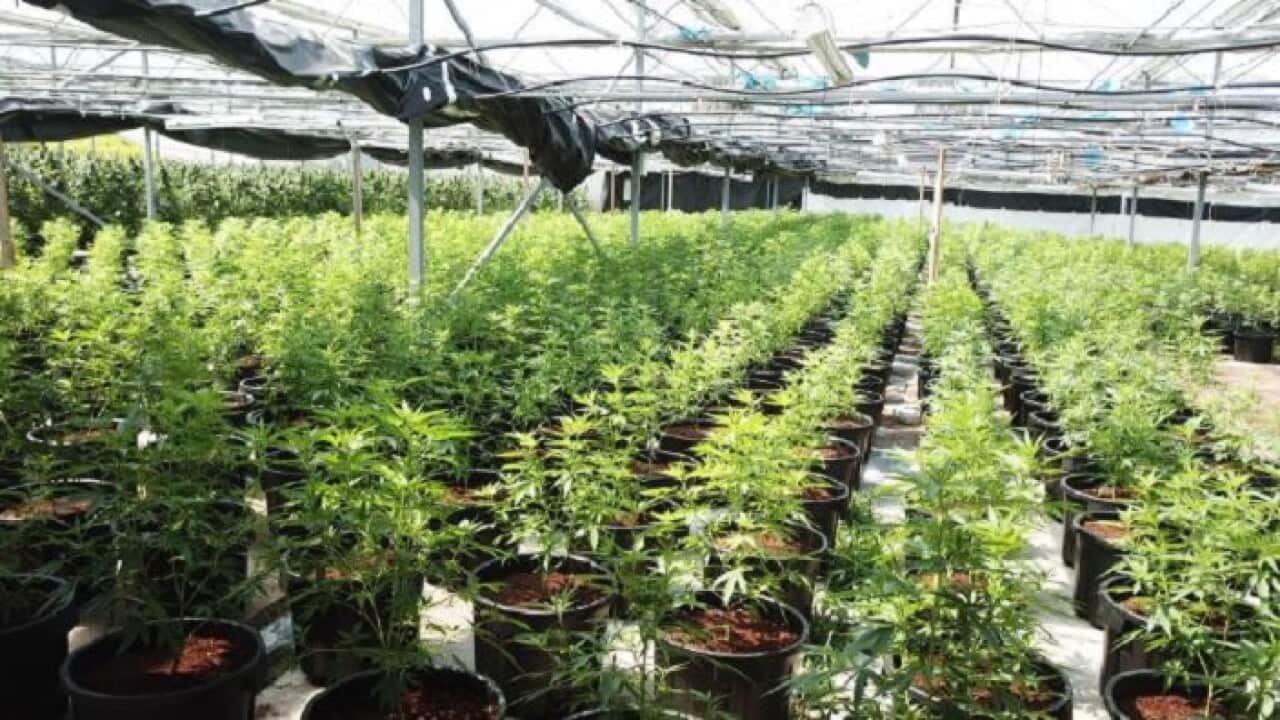 Queensland Police have seized 11,795 cannabis plants following a raid on an Esk property.