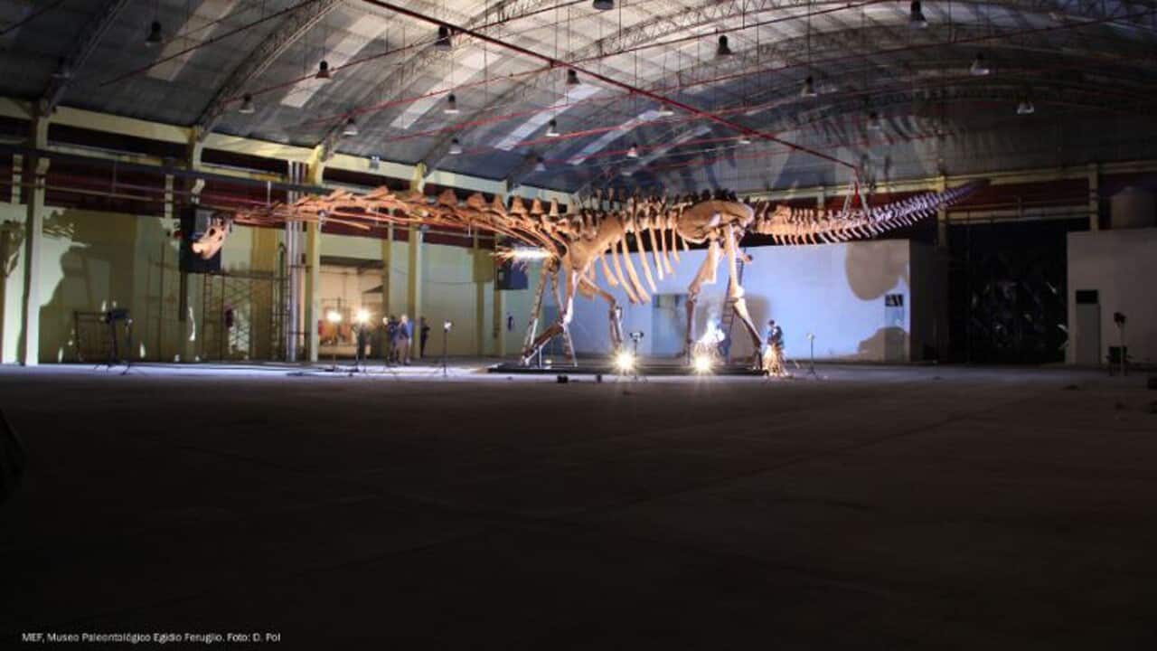 The Patagotitan mayorum.