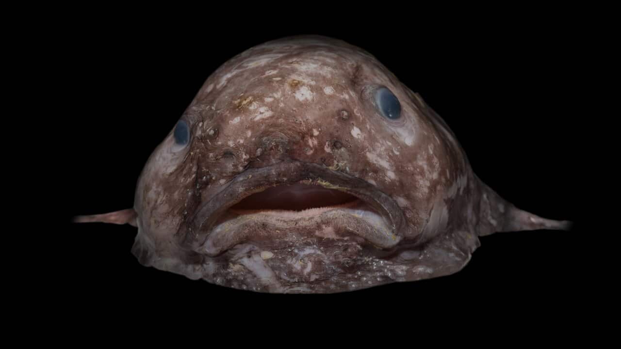 A supplied image obtained Saturday, June 17, 2017 of a Blob fish.