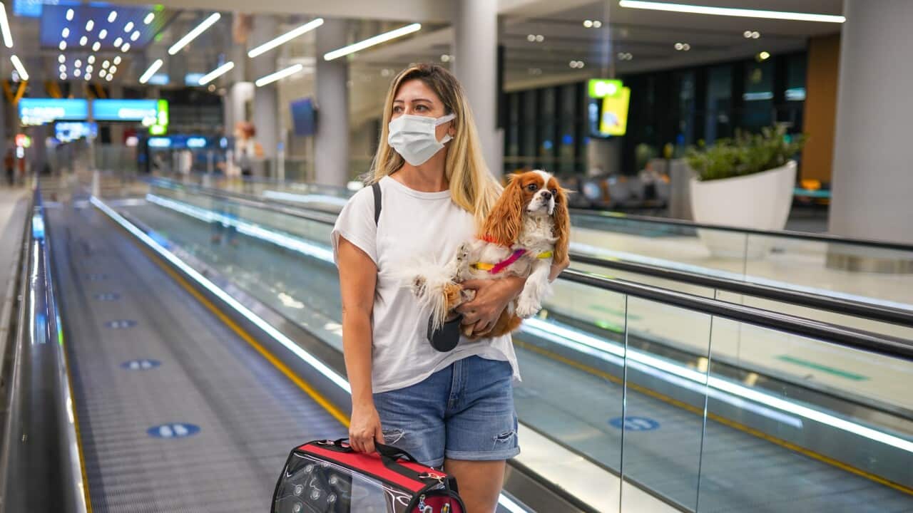 Young woman in a protective mask at the airport with her dog and her carry-on bag heading towards their flight