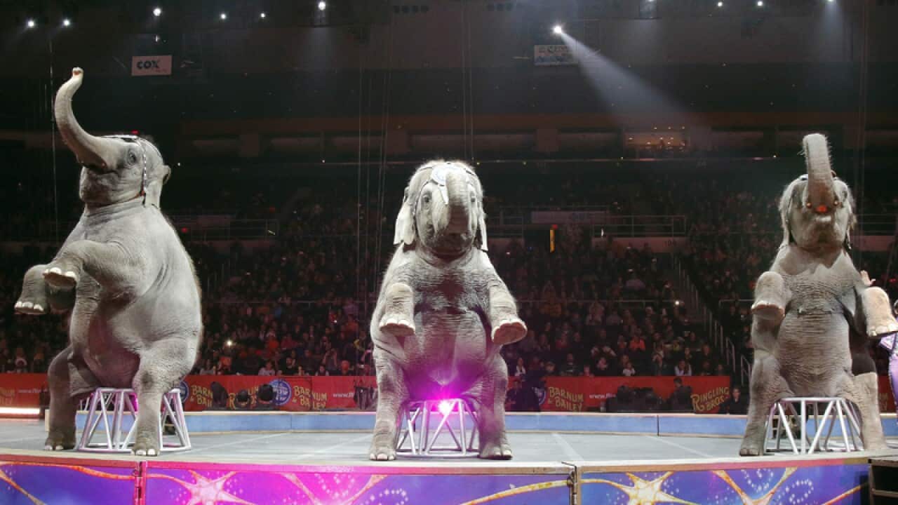 Asian elephants perform for the final time