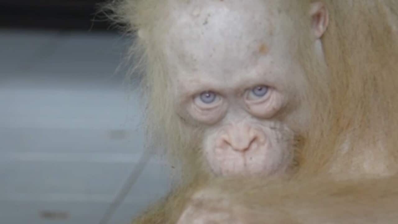 A screenshot of albino Orangutan