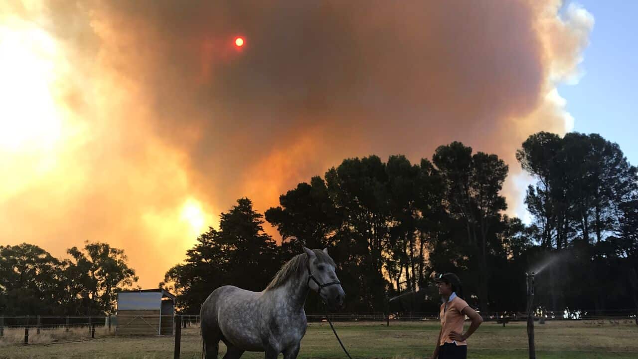 The Cherry Gardens fire forced the evacuation of several police horses in Adelaide.