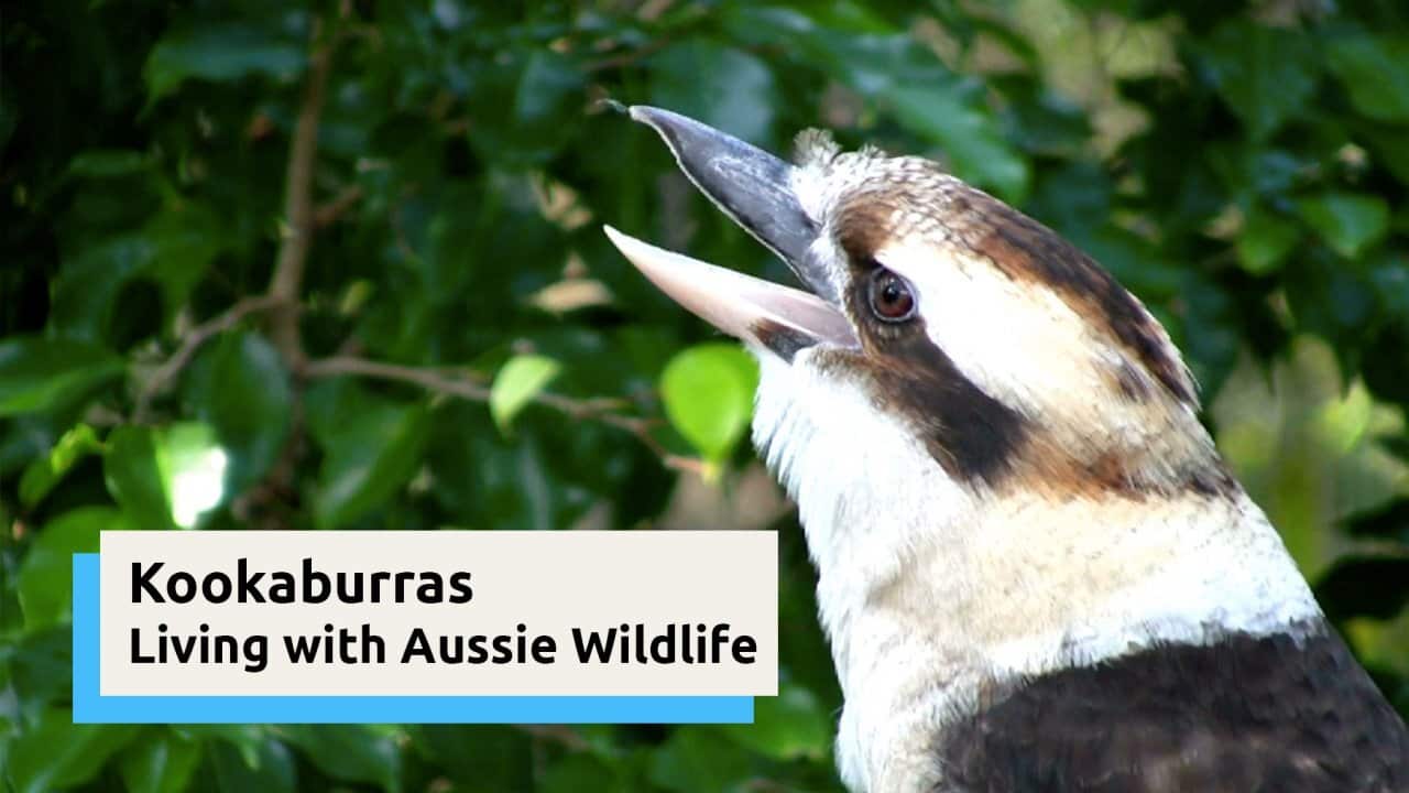 Image for read more article 'WATCH VIDEO'