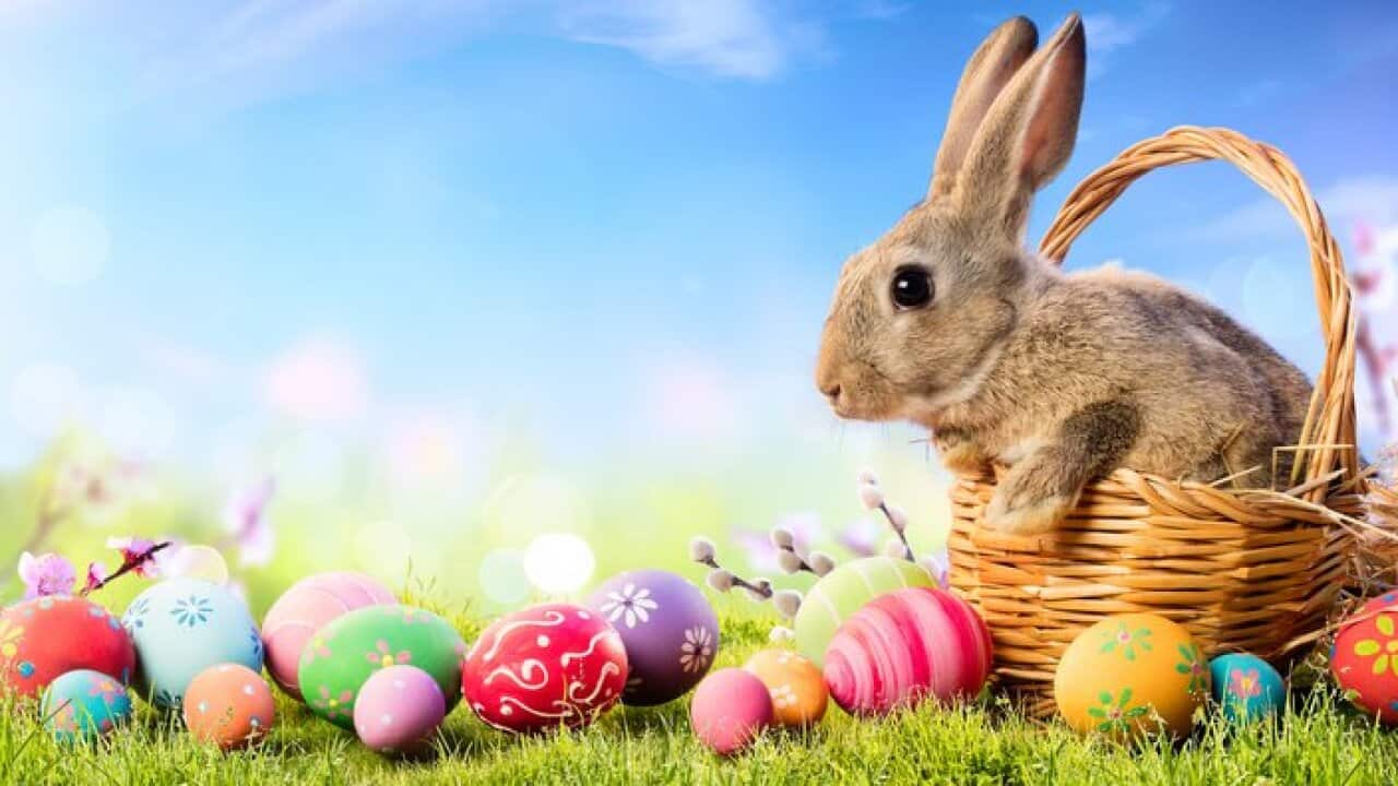 Little Bunny In Basket With Decorated Eggs