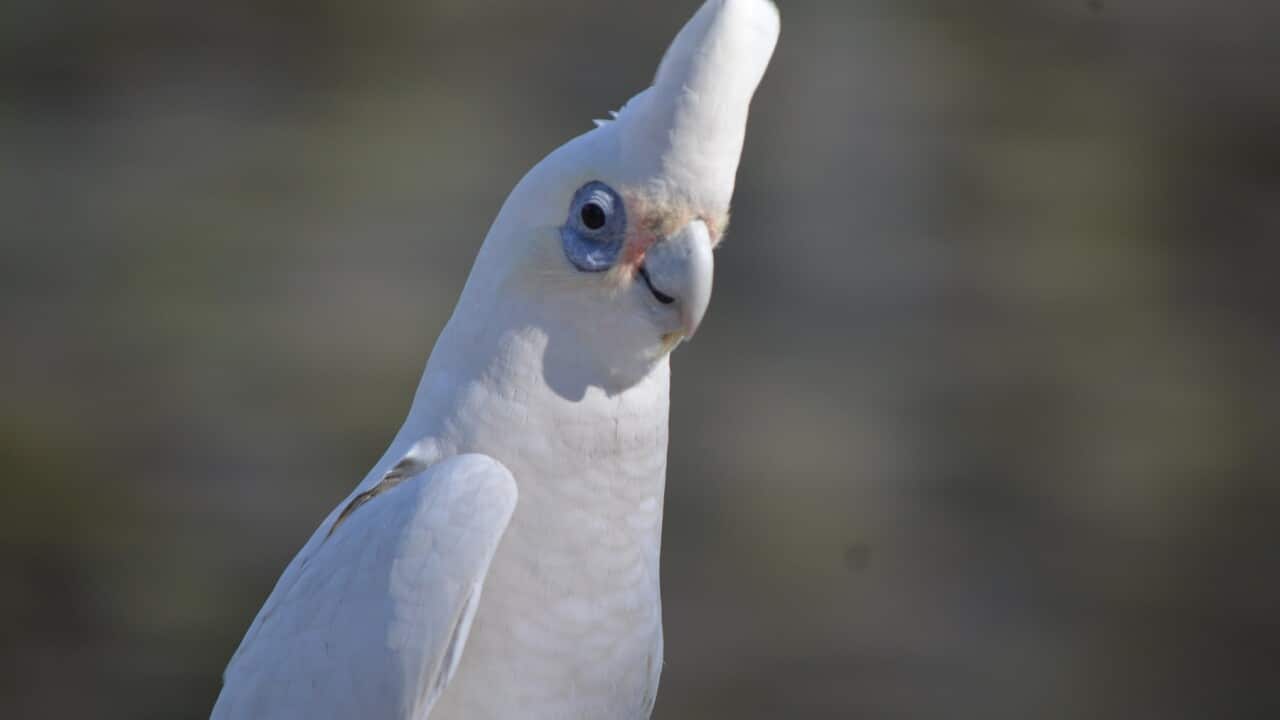 NACA Feature, animal behaviour, australian birds,