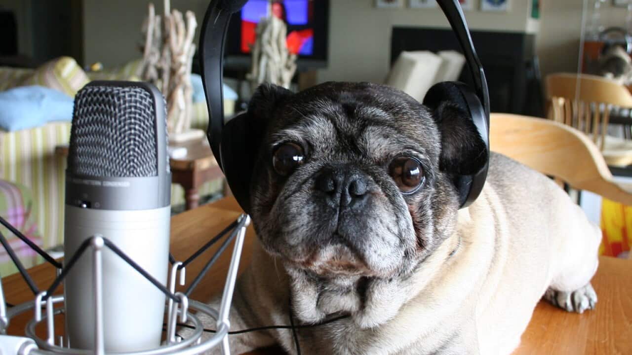 "Roscoe Considers Recording a Podcast" by zoomar is licensed under CC BY-NC 2.0