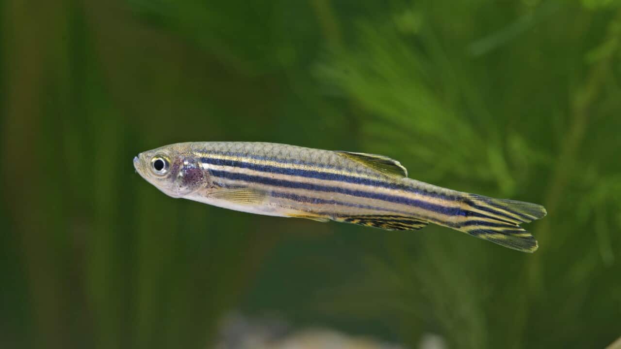 Zebra fish