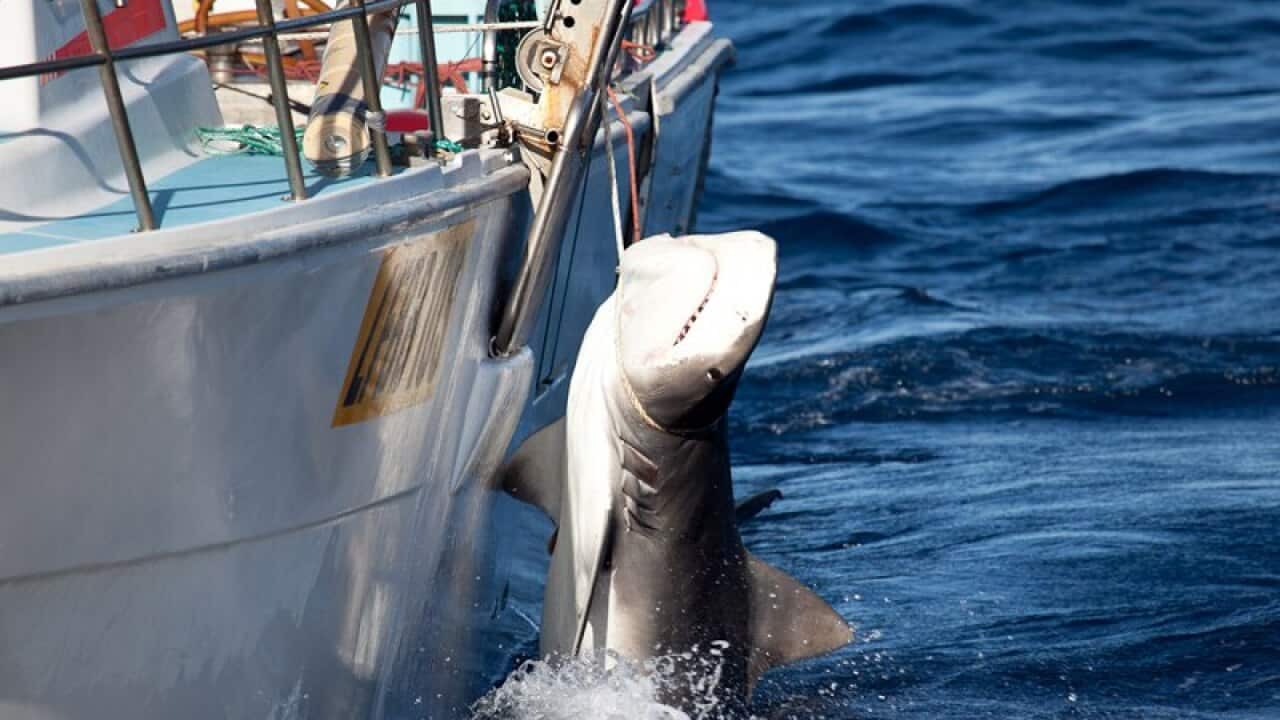 drumlines caught only two white sharks and 46 other sharks, including tiger sharks and bronze whalers.